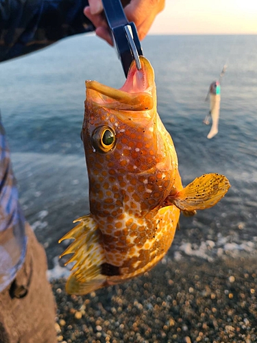 キジハタの釣果