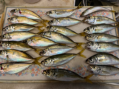 アジの釣果