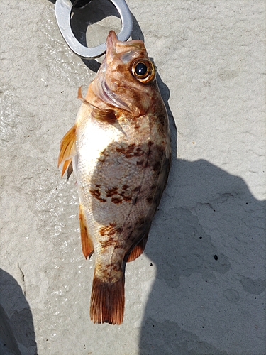 メバルの釣果