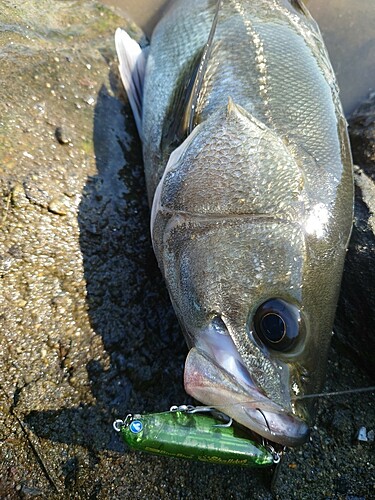 セイゴ（マルスズキ）の釣果