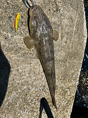 マゴチの釣果