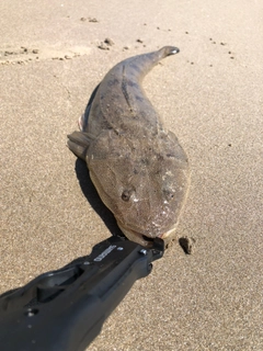 マゴチの釣果