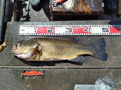 ブラックバスの釣果