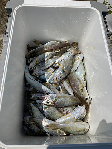 イシモチの釣果