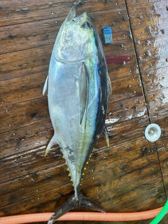 メバチマグロの釣果