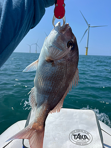 マダイの釣果