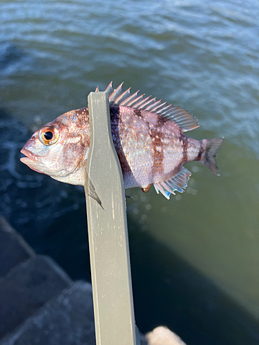 チャリコの釣果