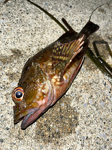 カサゴの釣果