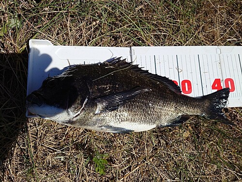 チヌの釣果