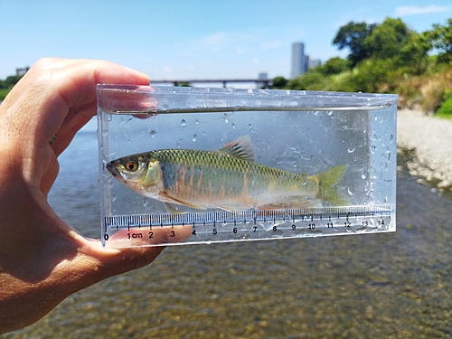 オイカワの釣果