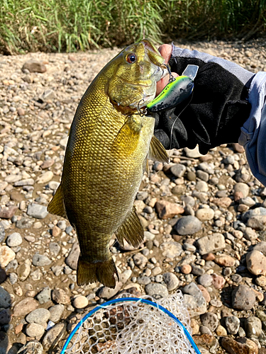 スモールマウスバスの釣果