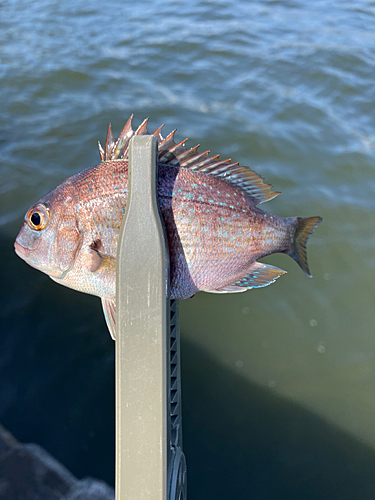 チャリコの釣果