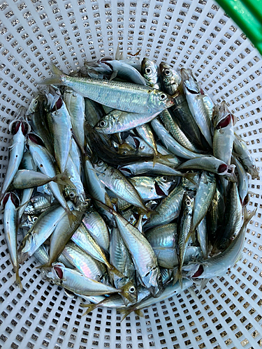 アジの釣果