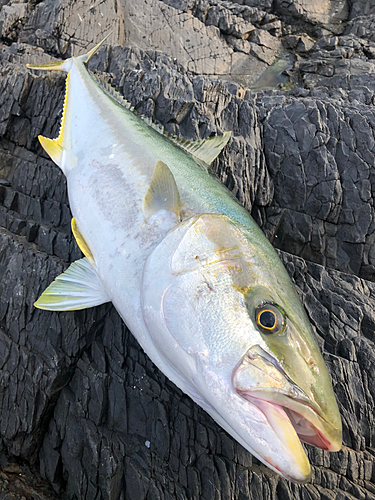 ヒラマサの釣果