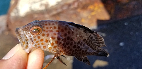 オオモンハタの釣果