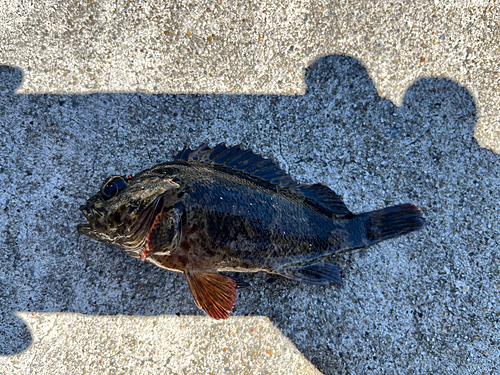 ムラソイの釣果