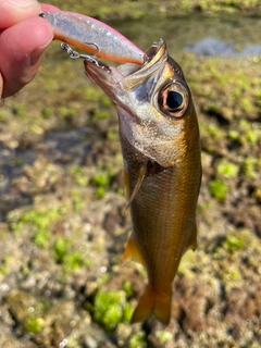 ムツの釣果