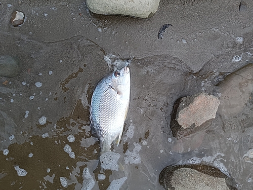 キビレの釣果