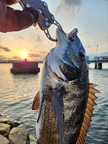 チヌの釣果