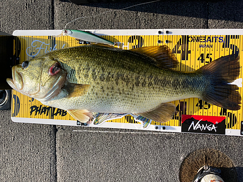 ブラックバスの釣果