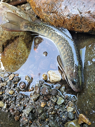 イワナの釣果