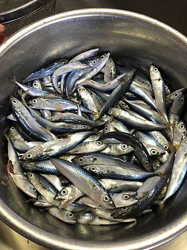 サバの釣果