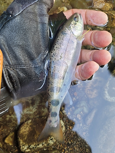 ヤマメの釣果