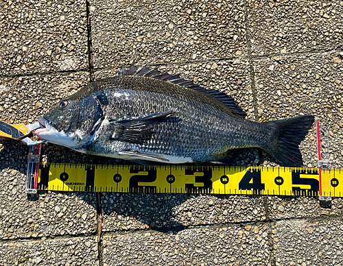 クロダイの釣果