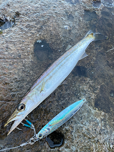 カマスの釣果