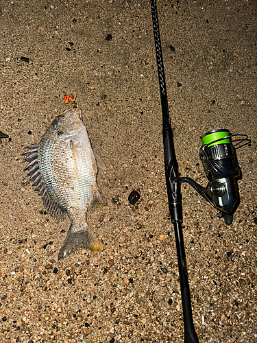 キビレの釣果