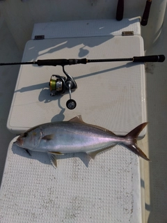 カンパチの釣果