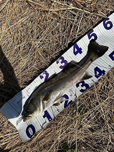 シーバスの釣果