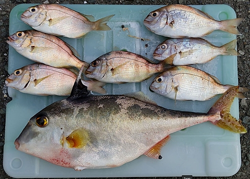 ギマの釣果