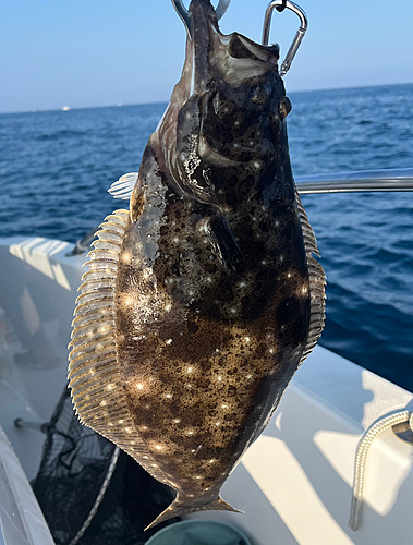 ヒラメの釣果