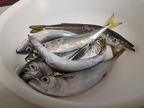 サバの釣果