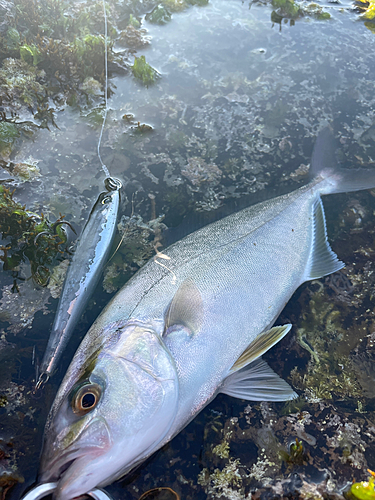 ショゴの釣果