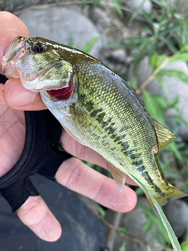 ラージマウスバスの釣果