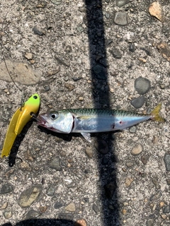 サバの釣果