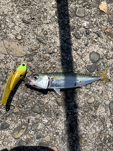 サバの釣果