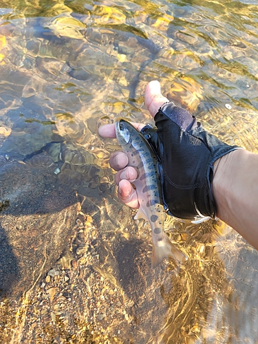 ヤマメの釣果