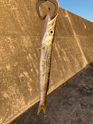 カマスの釣果