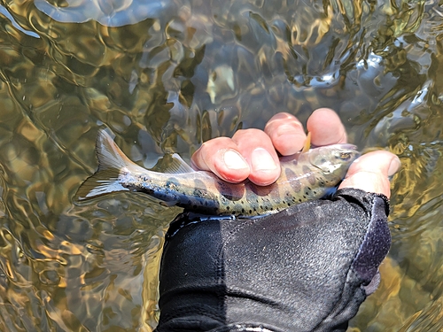 ヤマメの釣果