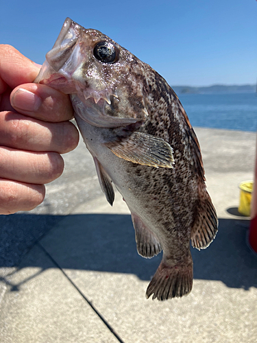 クロソイの釣果