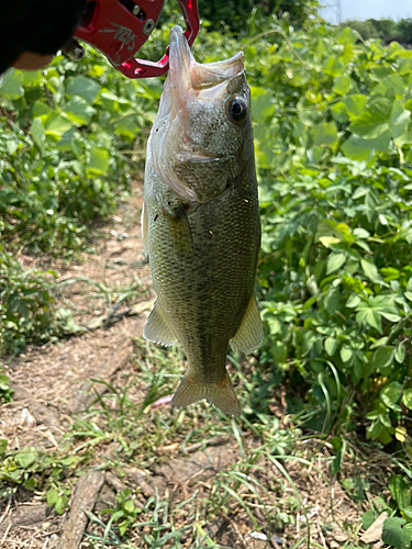 ブラックバスの釣果