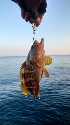 キジハタの釣果