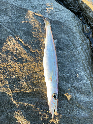 カマスの釣果