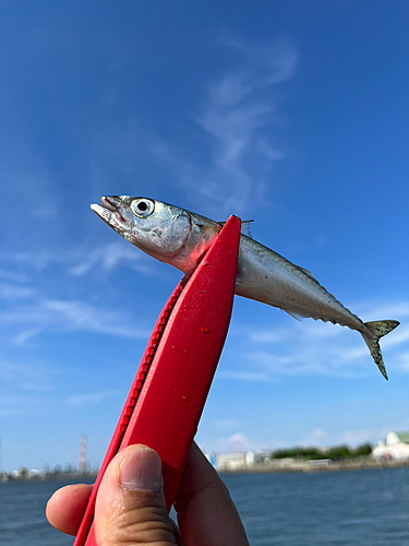 サバの釣果