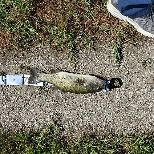 ブラックバスの釣果