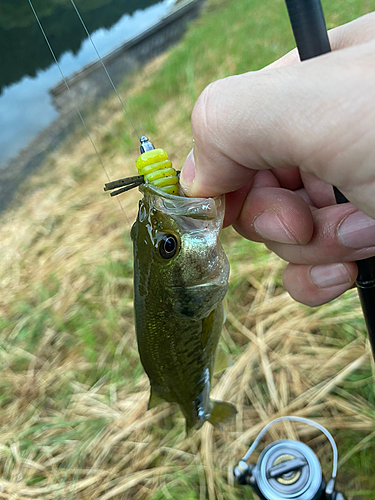 ラージマウスバスの釣果