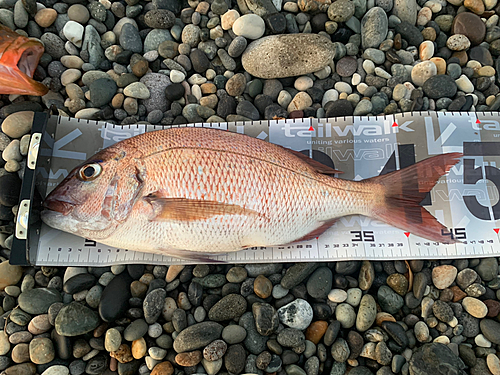 マダイの釣果